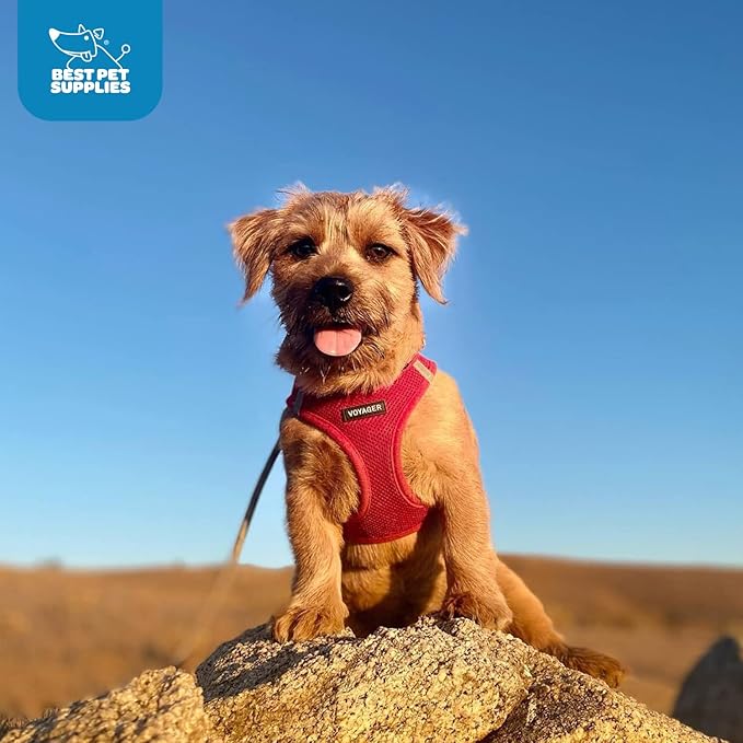 Best Pet Supplies Voyager Step-in Air Harness - All Weather Mesh, Reflective, No Pull Harness for Dogs, Cats - Secure with Hook & Loop Fastener, Buckle, Double D-Rings - Red, XXS