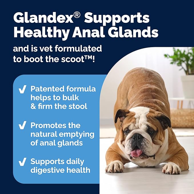 Vetnique Glandex Anal Gland Soft Chew Treats with Pumpkin for Dogs Digestive Enzymes, Probiotics Fiber Supplement for Dogs Boot The Scoot (Bacon Flavor Chews, 30 Count) (Pack of 2)