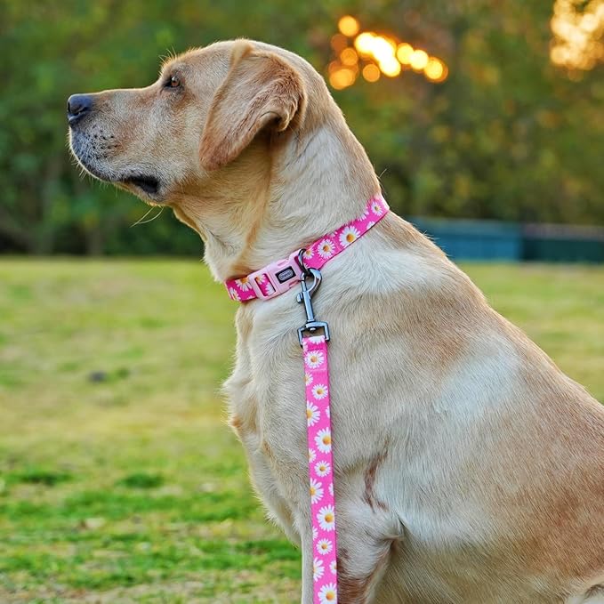 Dog Collar and Leash Set, Cute Pink Daisy Pattern, Polyester Material, 5ft Leash, for Puppy Dogs.(XS, Daisy Set)