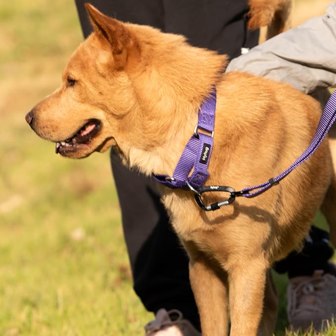 Hyhug Martingale Collar for Dogs Small Purple |Escape - Proof Heavy Duty Nylon Durable No Buckle, Ideal for Training & Daily Walks