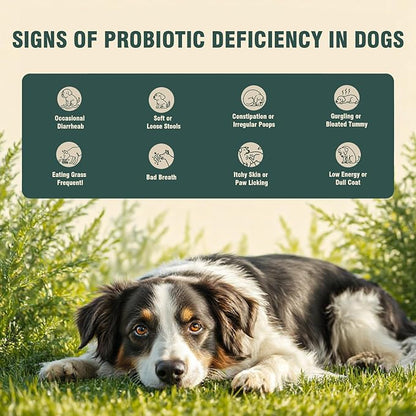 Probiotics for Dogs, 200 Soft Chews, Support Gut Health, Diarrhea Relief, Seasonal Allergies, Dog Probiotic Chews for Itchy Skin & Dog Yeast Infection, Chicken Flavor