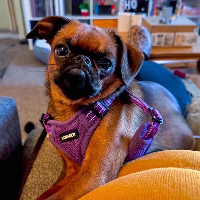 Best Pet Supplies Voyager Mesh Dog Breathable Harness Reflective Stitching, All Weather Adjustable for Walking Training, or Running - Heavy Duty & Durable, Harness Leash Set (Purple), XS
