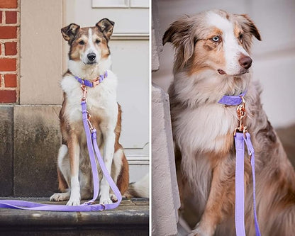 Soft Leather Dog Collar and Leash (6.6') Set - Stylish Rose Gold Heavy Duty Metal Buckle, 4 Adjustable Lengths Leash for Small Medium Large Dogs - Comfortable & Easy to Clean (M, Light Purple)