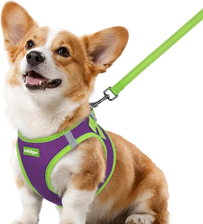 rabbitgoo Dog Harness Small Sized and Leash Set, Step-in Breathable Pet Harness, Soft Walking Reflective Puppy Vest for Small Dogs, Purple & Green, L