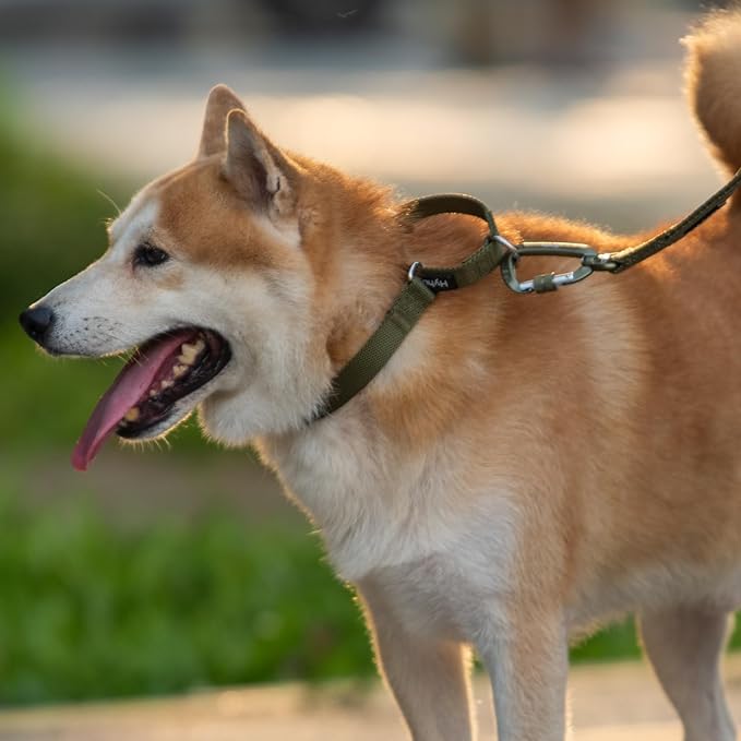 Hyhug Martingale Dog Collar Medium Green |Escape - Proof Heavy Duty Nylon Durable No Slip, Ideal for Training & Daily Walks
