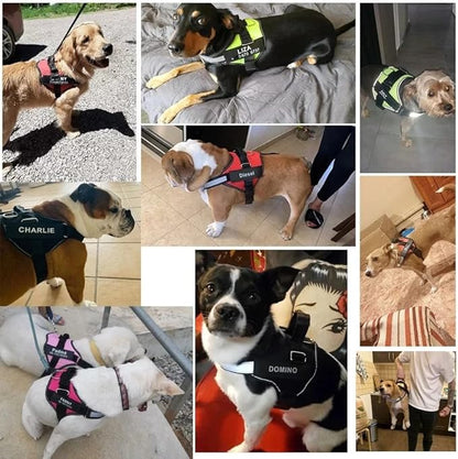 Moonpet Personalized No Pull Dog Harness Leash Set with Custom Name and Phone Number, Heavy Duty Pet Vest to Prevent Tugging, Pulling, or Choking, Training and Walking (XS-XXL, 9 Colorful)