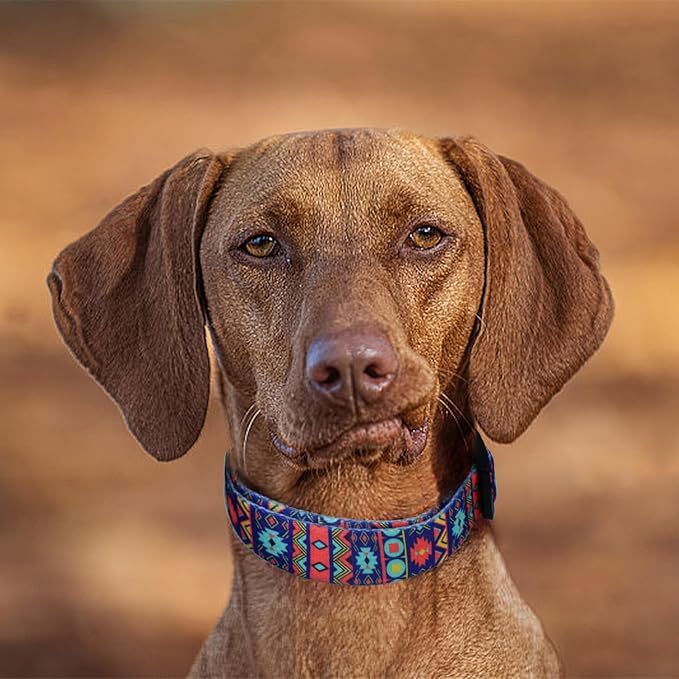 QQPETS Adjustable Soft Dog Collar: Print Flower Pink Multicolor Cute Patterns for XS Small Medium Large Pet Girl Boy Puppy Walking Running Training