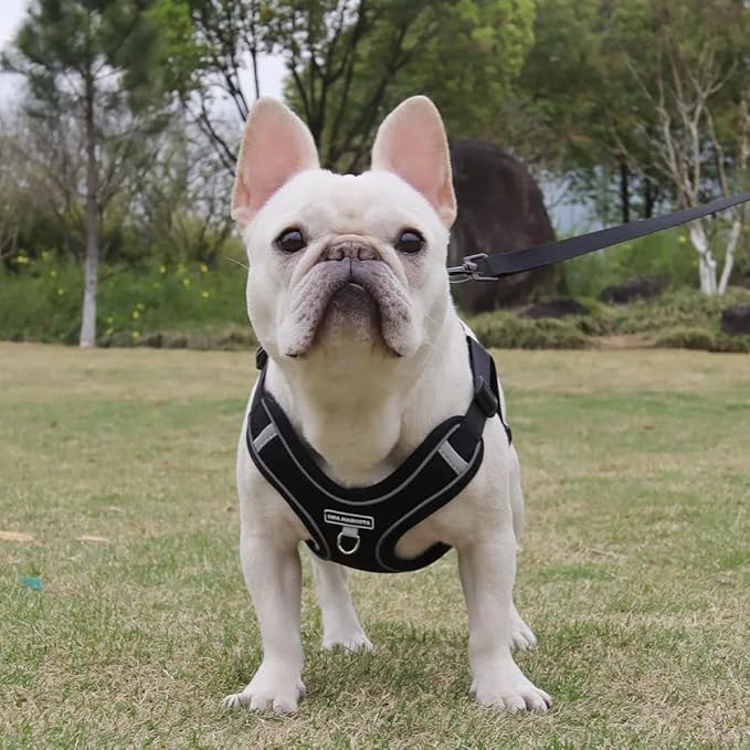 Dog Harness and Leash Set, Adjustable Triangle, Reflective Adjustable Puppy Vest, No Pull Soft Mesh Harness for Small, Medium Dogs, Cats (Black, XL)