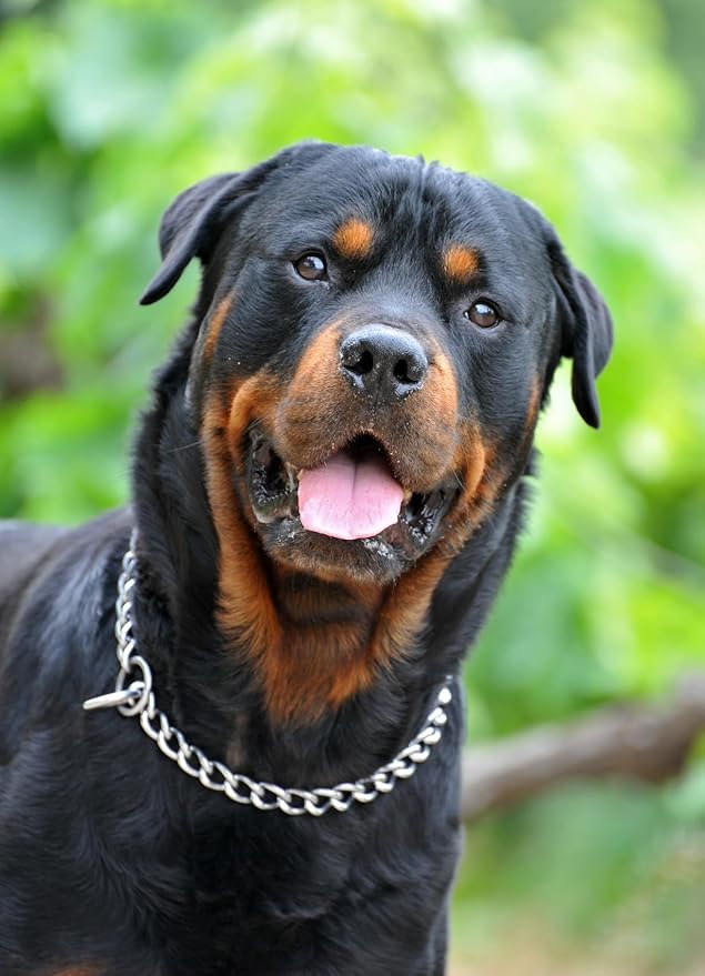 Dog Choke Collar Slip P Chain,Heavy Duty Metal Training Choker Martingale Collars, Adjustable Weather Proof Alloy Steel Chains for Small Medium Large Dogs(Silver,XL)
