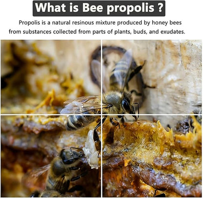 Accretion Bee Propolis for Dogs & Cats, 2 fl oz, Dental Defense & Respiratory Health, Supports Seasonal Immunity & Immune System, Natural Oral Care Supplement