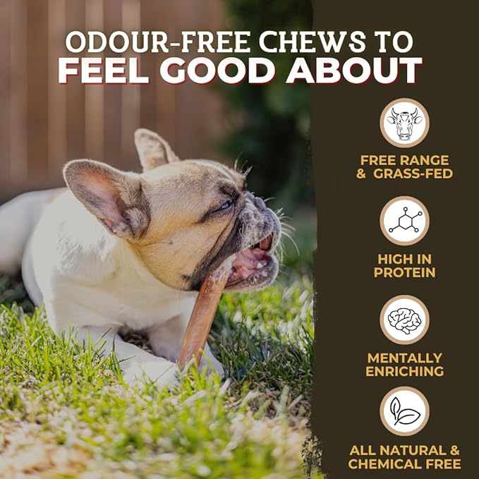 Bully Bunches All Natural 6" Standard Braided Bully Sticks - Odour Free, Rawhide Free, Chemical Free - Safe, Long Lasting Thick Beef Dog Chews - Fully Digestible Treat for Small and Medium Dogs, 10 Pk