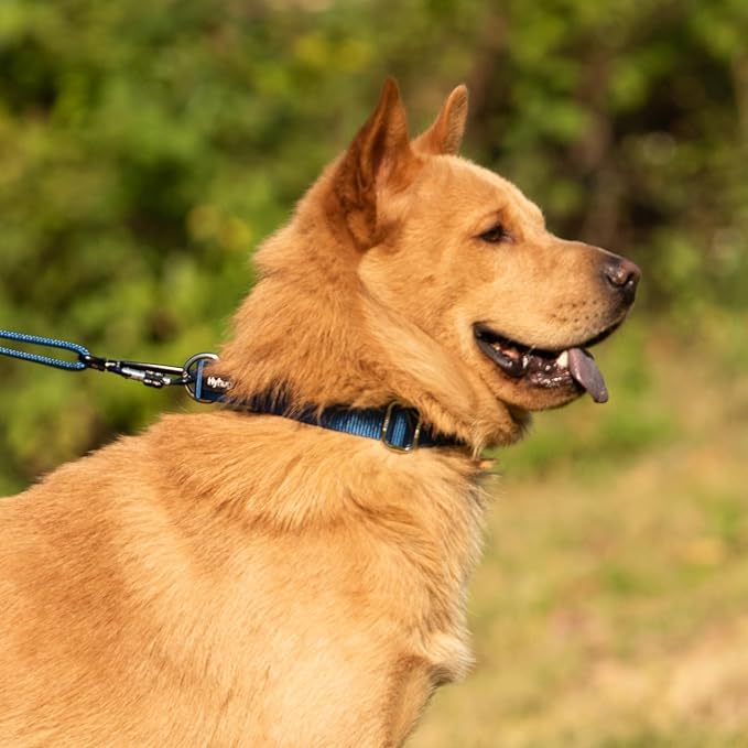 Hyhug Martingale Collar for Dogs Small Blue |Escape - Proof Heavy Duty Nylon Durable No Buckle, Ideal for Training & Daily Walks