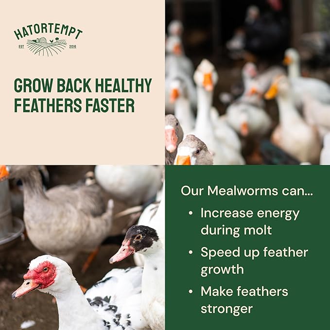 Hatortempt 2lb Dried Mealworms for Chickens - 50% Protein and 32% Essential Fats to Support Healthy Feather Growth During Molt - Organic Treats for Chickens, Ducks, Wild Birds & Reptiles