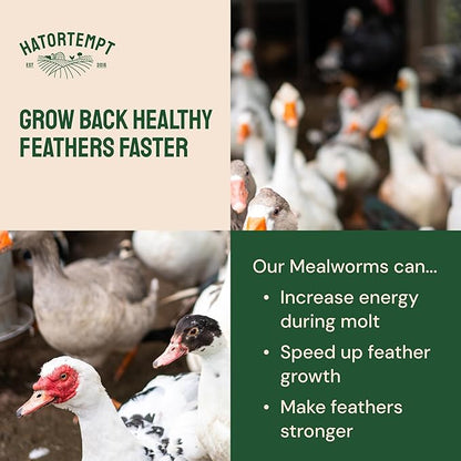 Hatortempt 1.8lb Dried Mealworms for Wild Birds - 50% Protein Meal Worms for Wild Birds - Attracts Bluebirds, Starlings, Wrens, Woodpeckers, Cardinals and Robins