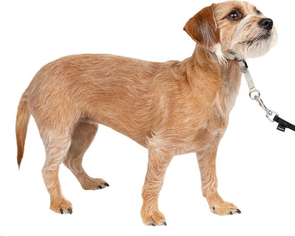 PetSafe Gentle Leader Headcollar No-Pull Dog Collar - Helps Improve Walks - Durable Nylon Construction - Padded Nose Loop - Adjustable Fit - Comfort Walking Halter - Small, Silver