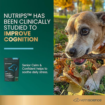 VetriScience Senior Calm & Confident Soft Chews with Colostrum and L-Theanine, Golden Years Calming, Cognition and Brain Health, Sundowners Supplement for Senior Dogs, Chicken, 60 Count