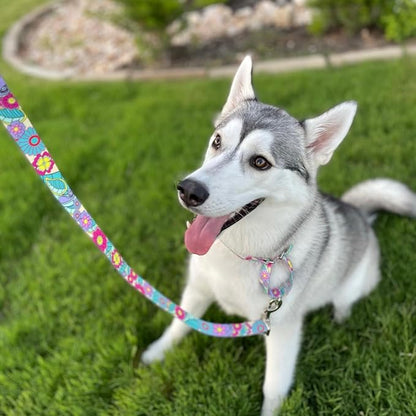 Lucky Love Dog Martingale Collar and Leash Set, Premium No Slip Martingale Collar for Dogs, Great for Whippets, Greyhounds, and More (Caroline, Small - Combo)