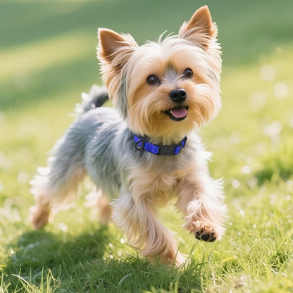 Joytale Reflective Dog Collar, Soft Neoprene Padded, Metal D-Ring, Nylon Pet Collar Adjustable for Puppy and Small Dogs, Navy Blue, XS
