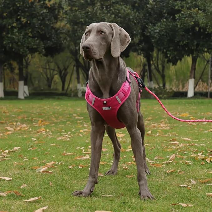 Dog Harness No Pull Adjustable Reflective,for Medium and Large Small Dog with Leash 59.06in (Fuscia, L)