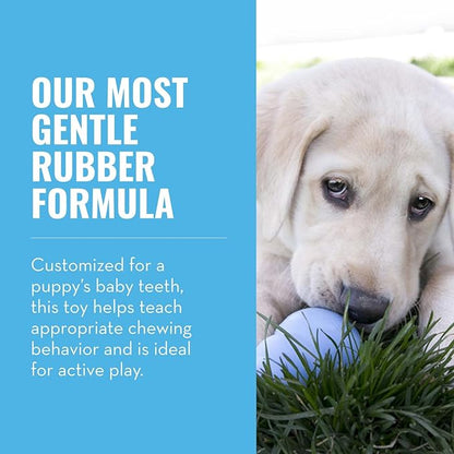 KONG - Puppy Toy - Natural Teething Rubber - Fun to Chew, Chase and Fetch ( Colors May Vary)