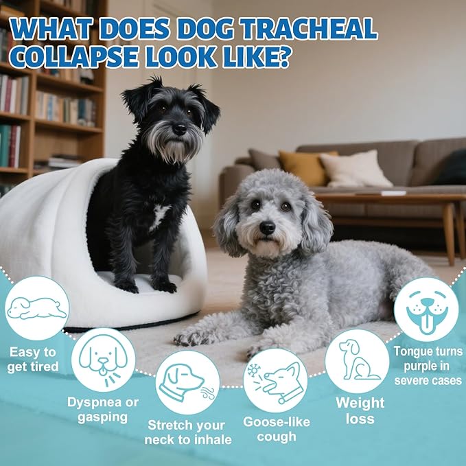 Yakucho Collapsed Trachea Treatment Liquid for Dog, 3.4 FL OZ Trachea Cough Elixir, Herbal Throat & Airway Comfort Formula for Dogs, Daily Respiratory Wellness Support, Easy to Administer