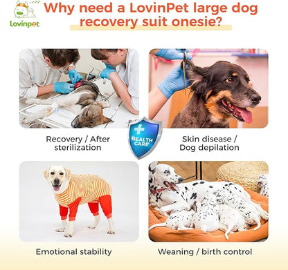 LovinPet Dog Recovery Suit - Medium Large - Full Coverage Large Dog's Bodysuit Wound Protective Surgical Recovery Bodysuit for Abdominal Wounds After Surgery Cut-Out Design of Abdomen,XXL
