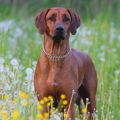 Dog Choke Collar Slip P Chain,Heavy Duty Metal Training Choker Martingale Collars, Adjustable Weather Proof Alloy Steel Chains for Small Medium Large Dogs(Silver,XL)