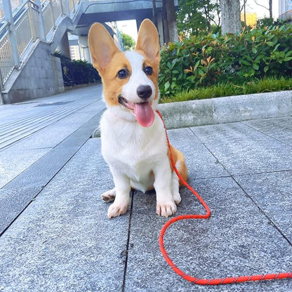 30FT Long Slip Lead Leash, Anti-Choking Reflective Training Rope Leash for Medium Dogs Small Puppy Pets (red)