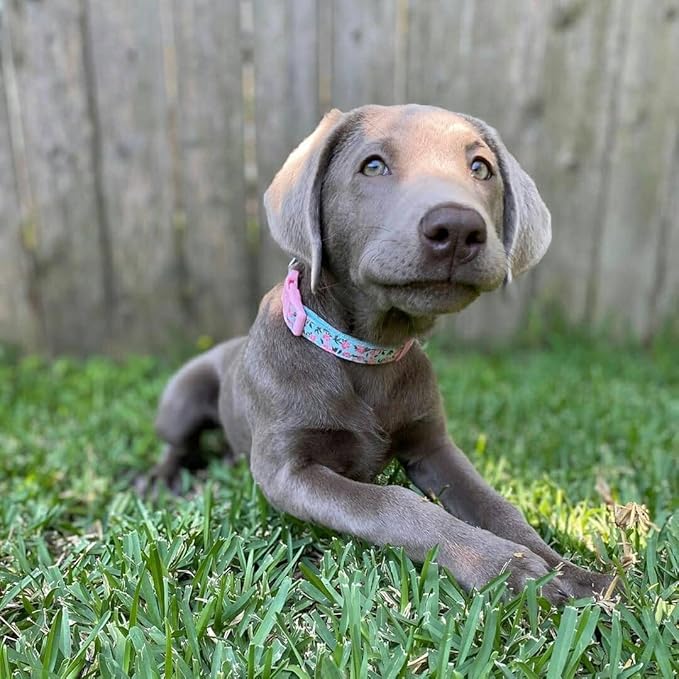 Blueberry Pet Made Well Cute Floral Print Adjustable Dog Collar in Light Blue with Pink Artificial Silk Flower, Small, Neck 12"-16"