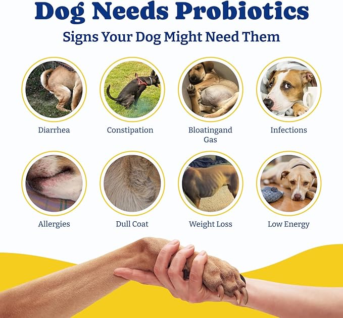 Probiotics for Dogs - Dog Probiotics for Gut, Immune & Skin Health - 6 Billion CFUs, 180 Soft Chews, Salmon & Blueberry Flavor - with Prebiotics & Digestive Enzymes