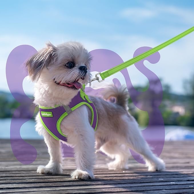 rabbitgoo Dog Harness Small Sized and Leash Set, Step-in Breathable Pet Harness, Soft Walking Reflective Puppy Vest for Small Dogs, Purple & Green, S