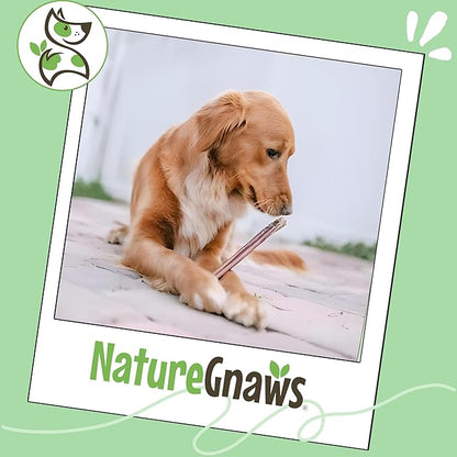 Nature Gnaws Bully Sticks for Dogs 11-12" (8oz) - Mixed Thickness - Long Lasting for Aggressive Chewers and Large Dogs - Natural Beef Dog Chew Bones