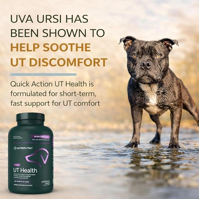VetriScience Quick Action UT Health Chewable Tablets, UT Strength STAT Supplement for Dogs, Cranberry, Uva Ursi, and Chanca Piedra to Soothe Urinary Tract Discomfort, Smoke, 90 Count