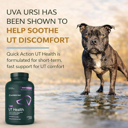 VetriScience Quick Action UT Health Chewable Tablets, UT Strength STAT Supplement for Dogs, Cranberry, Uva Ursi, and Chanca Piedra to Soothe Urinary Tract Discomfort, Smoke, 90 Count