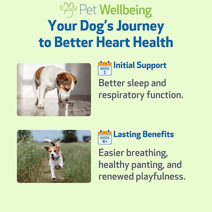 Pet Wellbeing Young at Heart for Dogs - Senior Heart Health Support, Cardiovascular Wellness with Hawthorn & Motherwort - NASC Certified & Vet-Formulated - 4 oz Liquid Formula