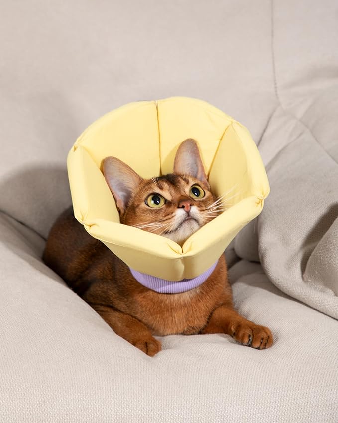 Lightweight Cat Cone Collar, Waterproof Soft Recovery E-Collar for Cats & Small Dogs, Adjustable Protective Elizabethan Collar to Prevent Licking & Biting, Easy-Clean Quick-Dry Design, Green XL Size