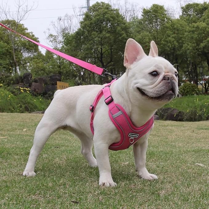 Dog Harness and Leash Set, Adjustable Triangle, Reflective Adjustable Puppy Vest, No Pull Soft Mesh Harness for Small, Medium Dogs, Cats (Fuchsia, XL)