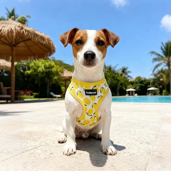 SCENEREAL Small Dog Harness and Leash Collar Set - No Pull Dog Harness for Small & Medium Sized Dogs - Soft Mesh Vest for Puppies, Chihuahua, Yorkie, Spring Summer Hiking Walking, Yellow Lemon XS