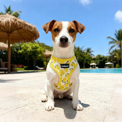 SCENEREAL Small Dog Harness and Leash Collar Set - No Pull Dog Harness for Small & Medium Sized Dogs - Soft Mesh Vest for Puppies, Chihuahua, Yorkie, Spring Summer Hiking Walking, Yellow Lemon S
