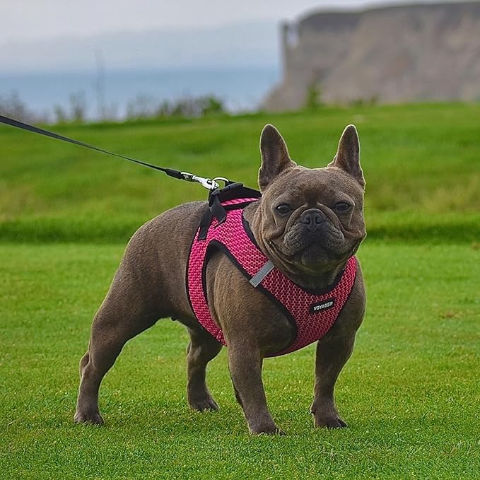 Best Pet Supplies Voyager Step-in Air Harness - All Weather Mesh, Reflective, No Pull Harness for Dogs, Cats - Secure with Hook & Loop Fastener, Buckle, Double D-Rings - Fuchsia 2-Tone, S