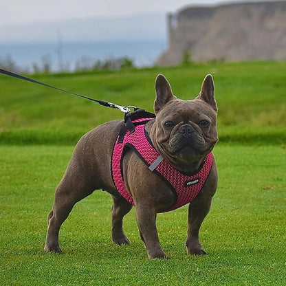 Best Pet Supplies Voyager Step-in Air Harness - All Weather Mesh, Reflective, No Pull Harness for Dogs, Cats - Secure with Hook & Loop Fastener, Buckle, Double D-Rings - Fuchsia 2-Tone, XS