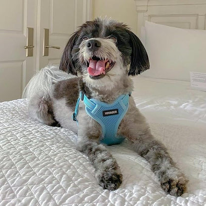 Best Pet Supplies Voyager Adjustable Step-In Flex Breathable Mesh Dog Harness for Small Medium Large Dogs (Baby Blue), L