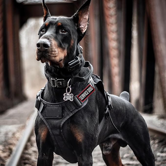 Pistha 12 Pieces Removable Tactical Dog Harness Service Dog Vest Patches Do Not Pet in Training and Emotional Support Dog Vest Patches(3.6 x 1.6Inch)
