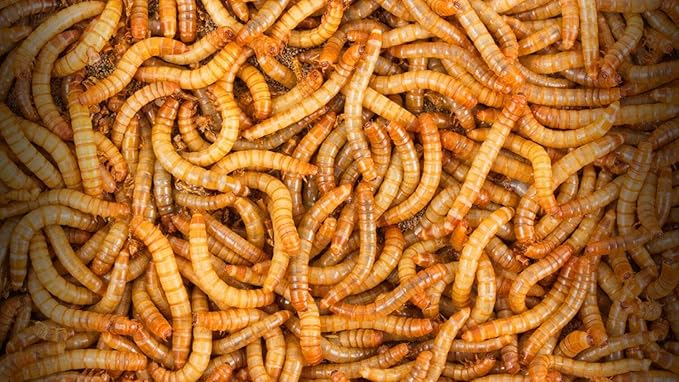 BASSETT'S CRICKET RANCH 1100 Mealworms - Live Worms for Reptiles and Birds