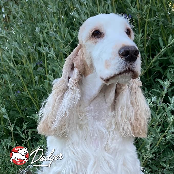 Fromm Four-Star Nutritionals Game Bird Dog Food - Premium Dry Dog Food - Turkey Recipe - 4 lb
