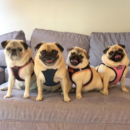 Best Pet Supplies Voyager Step-in Air All Weather Mesh Harness and Reflective Dog 5ft Leash Combo with Neoprene Handle, for Small, Medium and Large Breed Puppies - Set (Blue/Black Trim), XX-Small