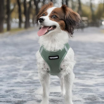 Best Pet Supplies Voyager Step-in Air Harness - All Weather Mesh, Reflective, No Pull Harness for Dogs, Cats - Secure with Hook & Loop Fastener, Buckle, Double D-Rings - Moss Green, XXXS