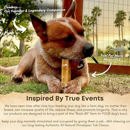 Back 40 Dogs Yak Cheese Himayalan Dog Chews – Long-Lasting Natural Chews for Aggressive Chewers – 2-Ingredient, High Protein, Odorless, Dental Health Treats for Dogs (Large, 8 Pack)