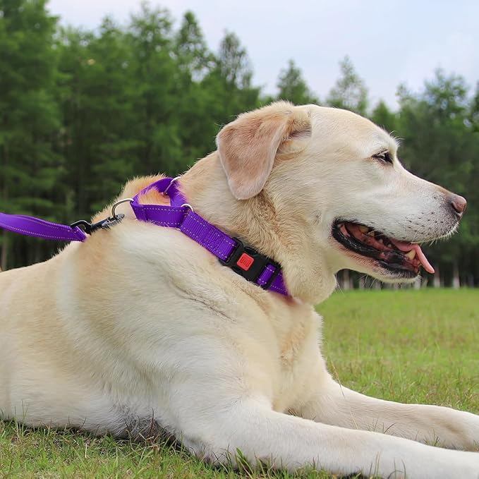 Joytale Martingale Collar for Dogs, Reflective Heavy Duty for Safety, Quick Release Buckle, Adjustable Nylon Collars for Puppy and XSmall Dogs Walking Training, Purple,XS