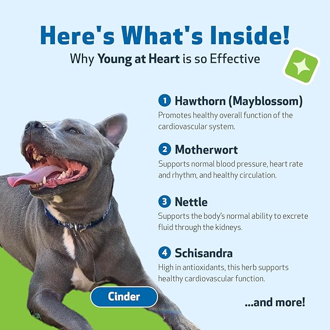 Pet Wellbeing Young at Heart for Dogs - Senior Heart Health Support, Cardiovascular Wellness with Hawthorn & Motherwort - NASC Certified & Vet-Formulated - 4 oz Liquid Formula